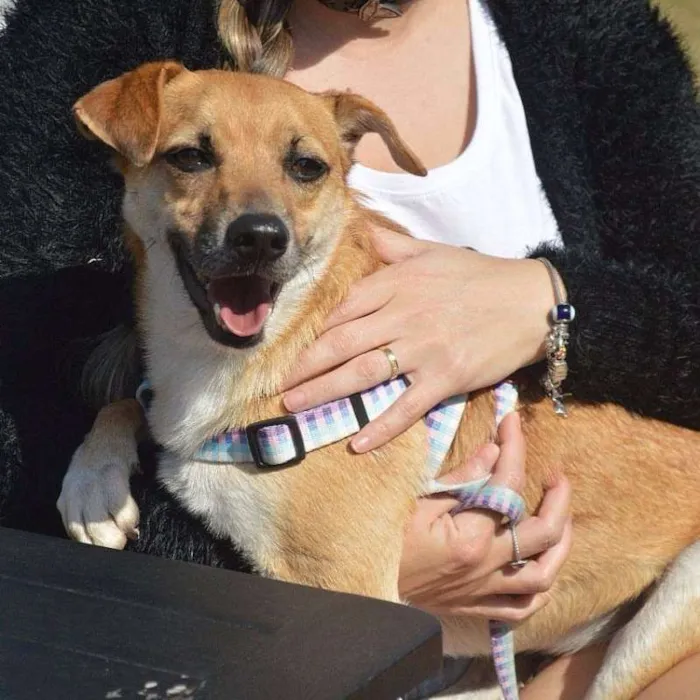 Cachorro ra a SRD idade 4 anos nome Jordan