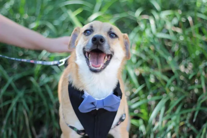 Cachorro ra a SRD idade 4 anos nome Jordan