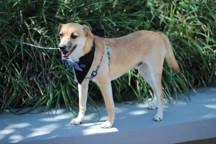 Cachorro ra a SRD idade 4 anos nome Jordan