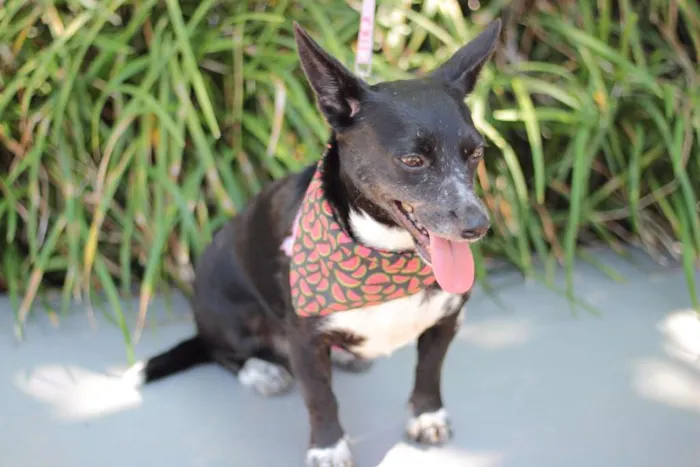 Cachorro ra a srd idade 4 anos nome Maria sem Vergonha
