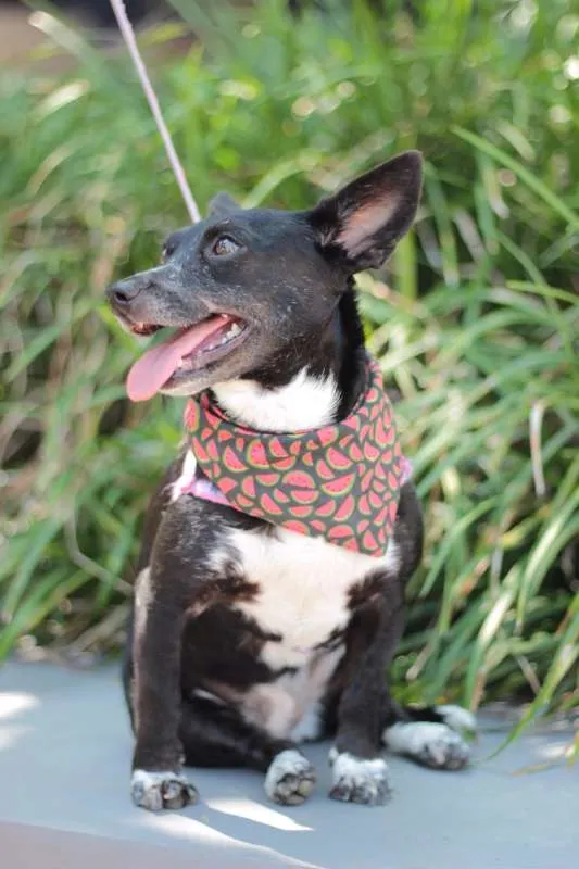Cachorro ra a srd idade 4 anos nome Maria sem Vergonha