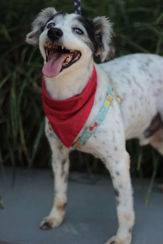 Cachorro ra a srd idade 5 anos nome Kalel