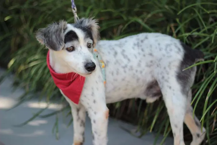 Cachorro ra a srd idade 5 anos nome Kalel