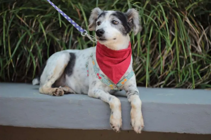 Cachorro ra a srd idade 5 anos nome Kalel