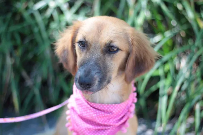 Cachorro ra a srd idade 7 a 11 meses nome Moara