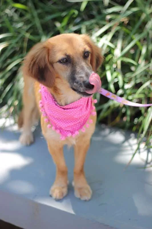 Cachorro ra a srd idade 7 a 11 meses nome Moara