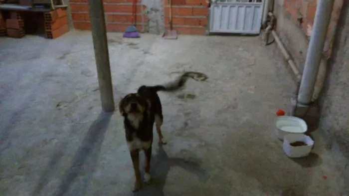 Cachorro ra a Indefinida idade 2 anos nome Fofa