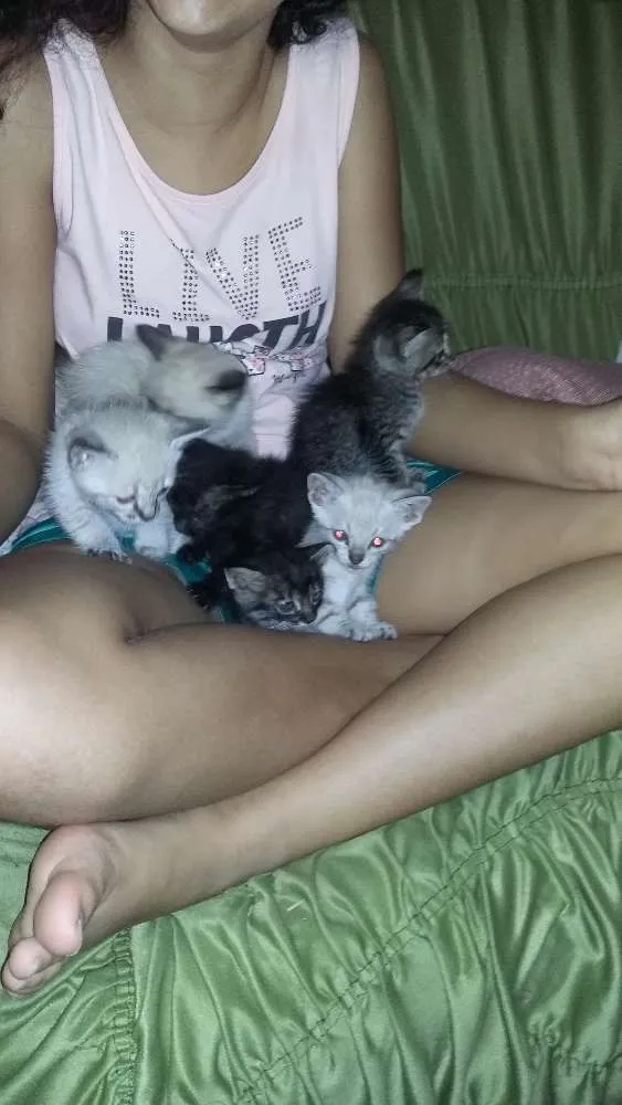 Gato ra a Não  sei idade 2 a 6 meses nome Não tem nome