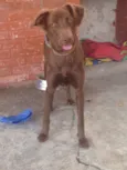 Cacau