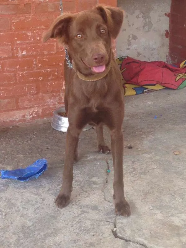 Cachorro ra a Vira-lata com labrador idade 7 a 11 meses nome Cacau