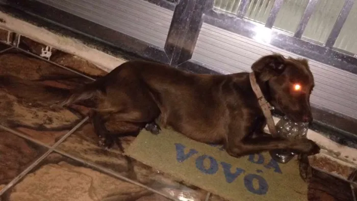 Cachorro ra a Vira-lata com labrador idade 7 a 11 meses nome Cacau