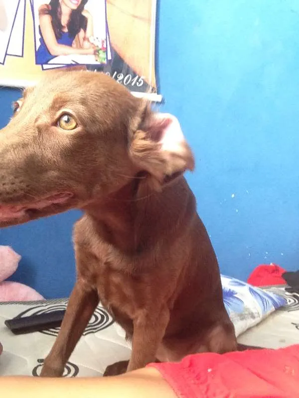 Cachorro ra a Vira-lata com labrador idade 7 a 11 meses nome Cacau