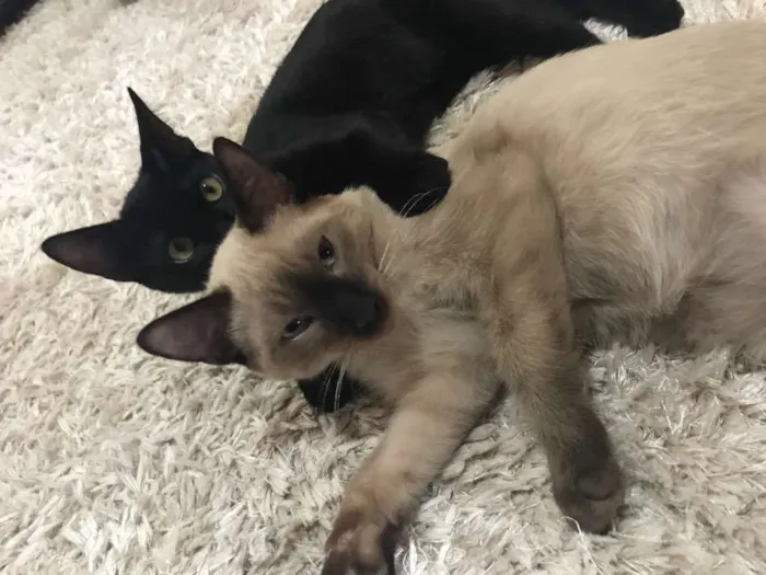 Gato ra a  idade 7 a 11 meses nome Gaudí e Miró