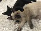 Gato raça  idade 7 a 11 meses nome Gaudí e Miró