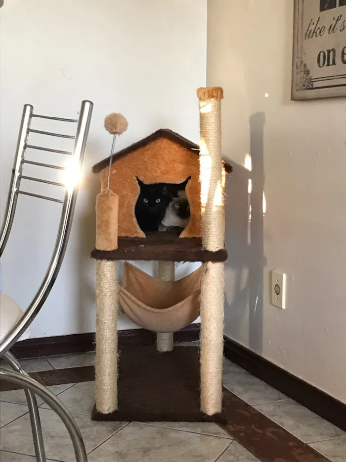 Gato ra a  idade 7 a 11 meses nome Gaudí e Miró
