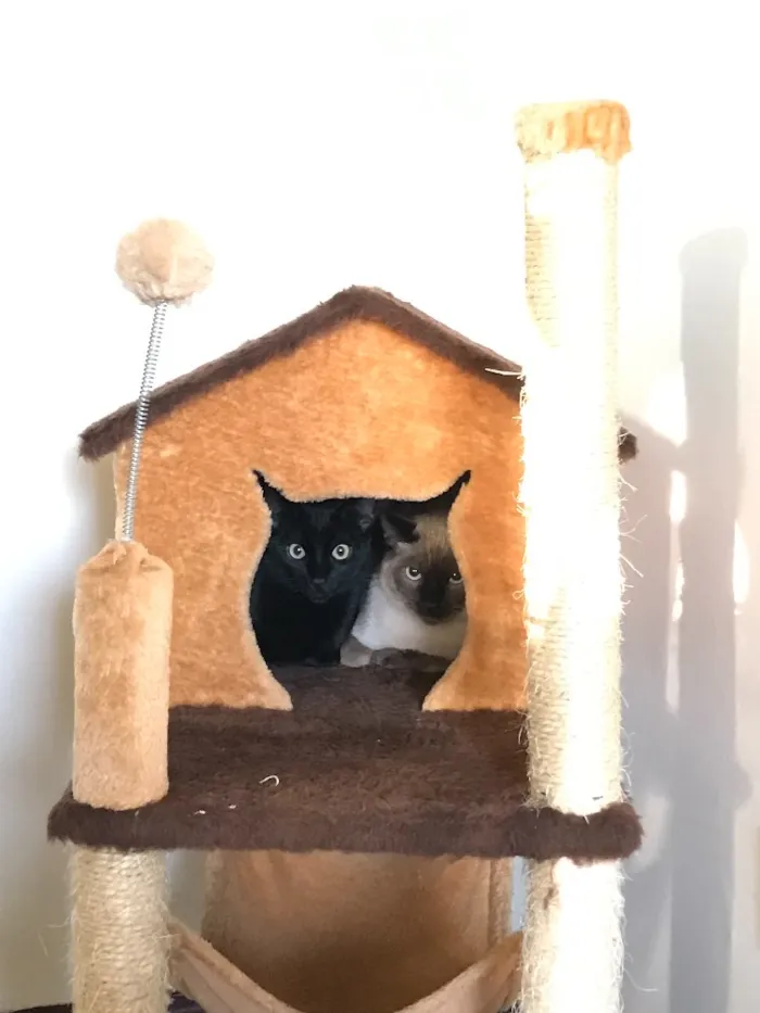 Gato ra a  idade 7 a 11 meses nome Gaudí e Miró