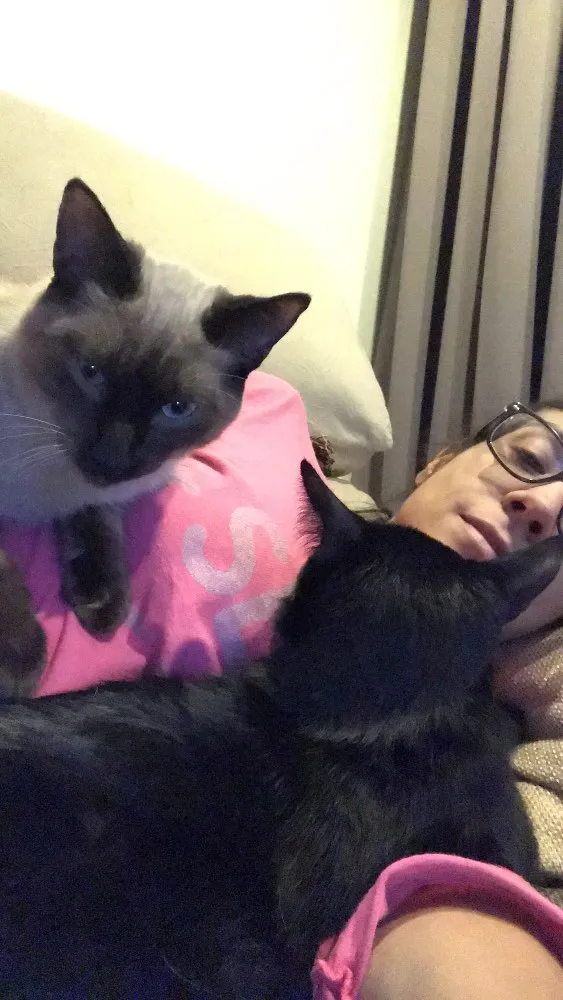 Gato ra a  idade 7 a 11 meses nome Gaudí e Miró