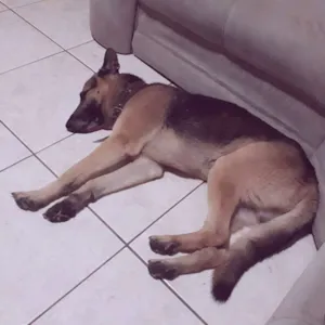 Cachorro raça Pastor Alemão idade 2 anos nome Sanção