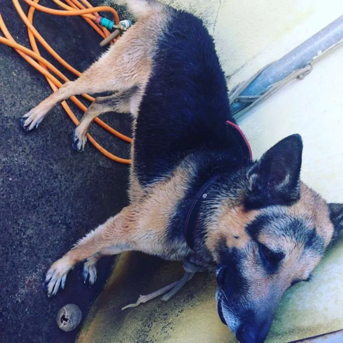 Cachorro ra a Pastor Alemão idade 2 anos nome Sanção