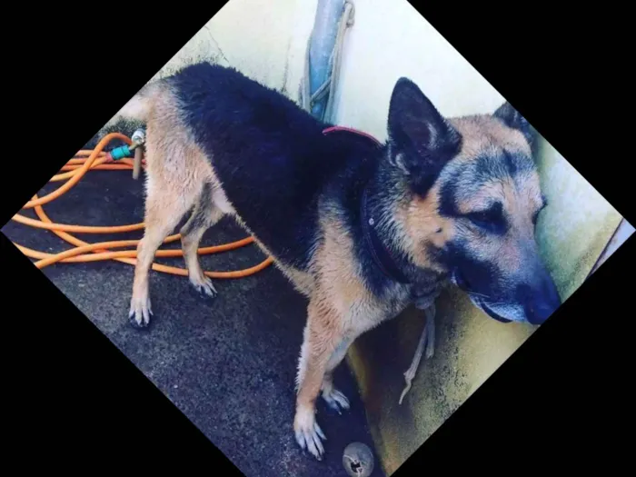 Cachorro ra a Pastor Alemão idade 2 anos nome Sanção