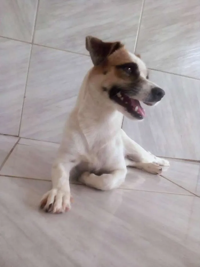 Cachorro ra a Viralata idade 1 ano nome Mel|?