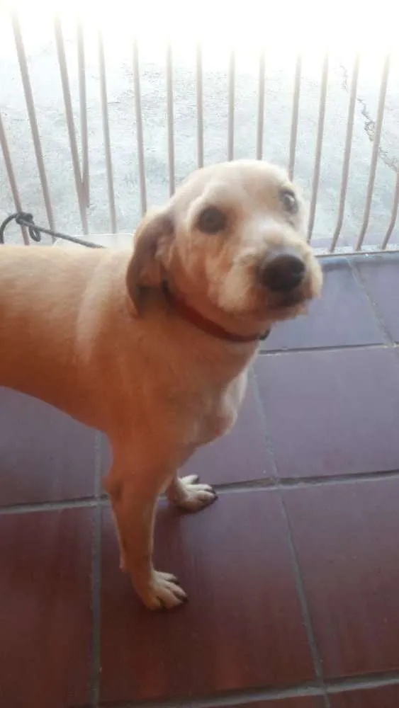 Cachorro ra a Vira lata idade 1 ano nome Rick