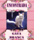 Gata Branca