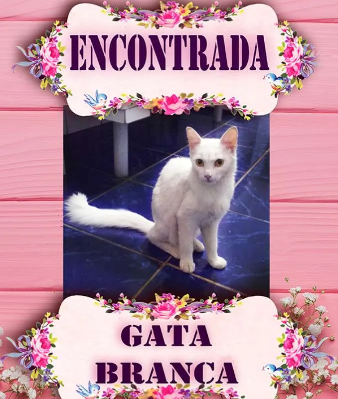 Gato ra a SRD idade 7 a 11 meses nome Gata Branca