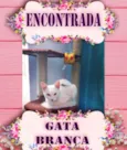 Gata Branca
