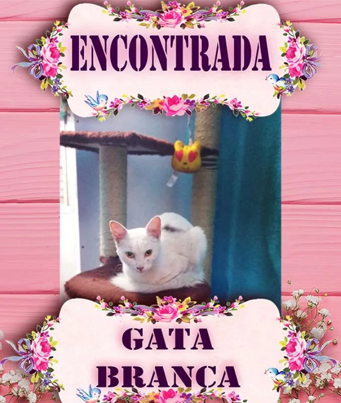 Gato ra a SRD idade 7 a 11 meses nome Gata Branca