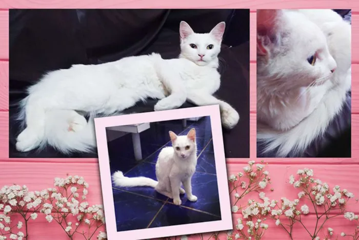 Gato ra a SRD idade 7 a 11 meses nome Gata Branca