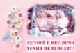Gata Branca