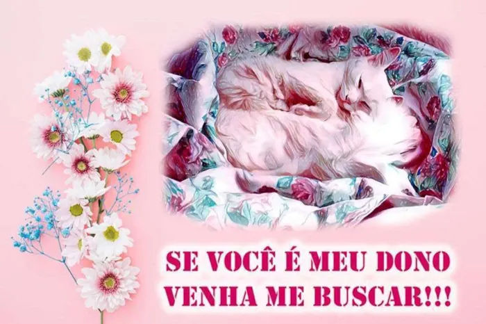 Gato ra a SRD idade 7 a 11 meses nome Gata Branca