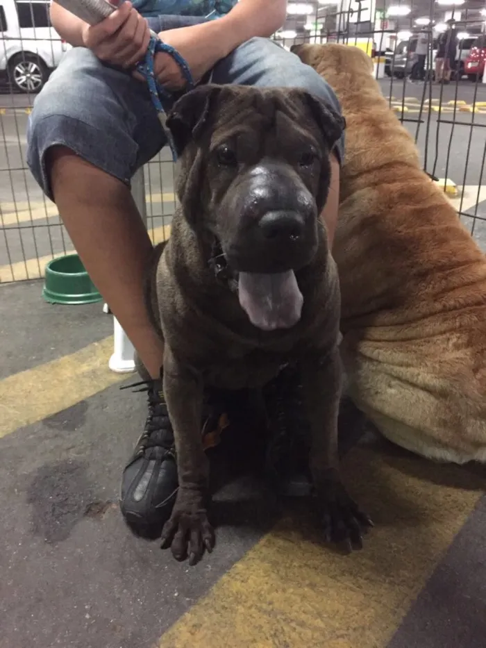 Cachorro ra a Sharpei idade 2 anos nome Teodora e Napoleão 
