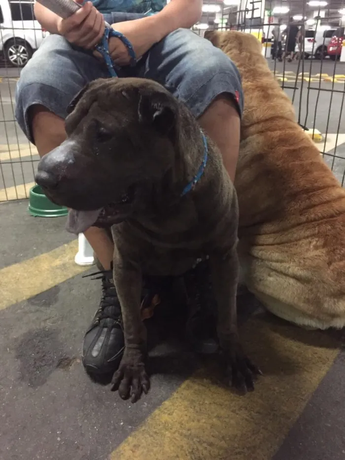 Cachorro ra a Sharpei idade 2 anos nome Teodora e Napoleão 