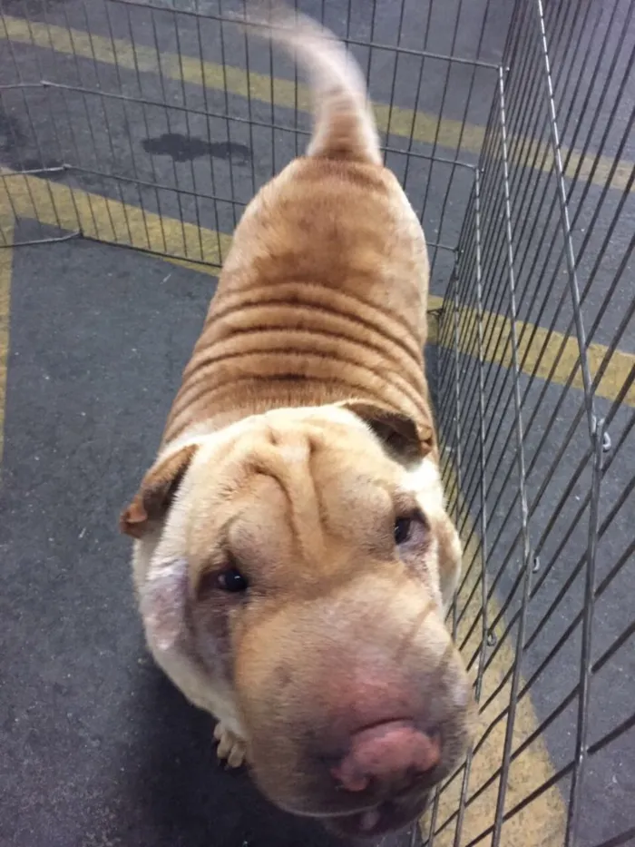Cachorro ra a Sharpei idade 2 anos nome Teodora e Napoleão 