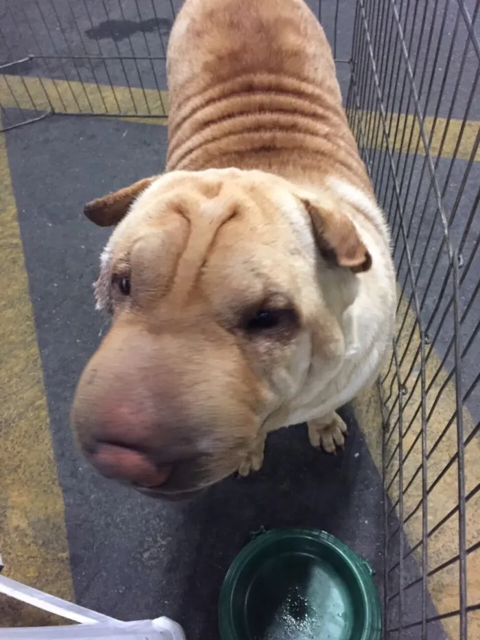 Cachorro ra a Sharpei idade 2 anos nome Teodora e Napoleão 