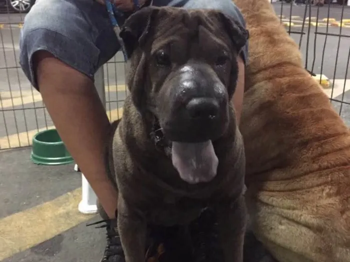 Cachorro ra a Sharpei idade 2 anos nome Teodora e Napoleão 