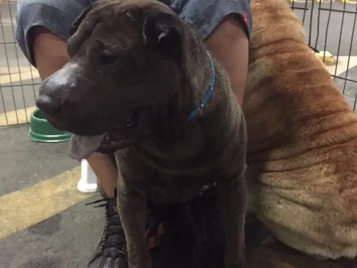 Cachorro ra a Sharpei idade 2 anos nome Teodora e Napoleão 
