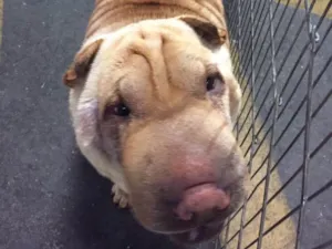 Cachorro raça Sharpei idade 2 anos nome Teodora e Napoleão 