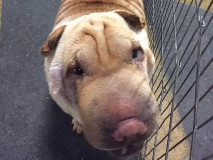 Cachorro ra a Sharpei idade 2 anos nome Teodora e Napoleão 