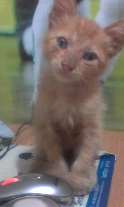 Gato raça sem raça idade 2 a 6 meses nome sem nome 