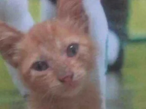 Gato raça sem raça idade 2 a 6 meses nome sem nome 