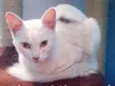 Gata Branca