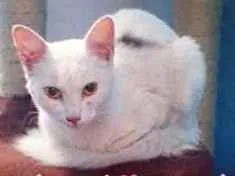 Gato raça SRD idade 7 a 11 meses nome Gata Branca