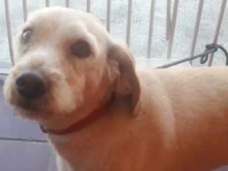 Cachorro ra a Vira lata idade 1 ano nome Rick