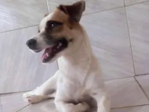 Cachorro raça Viralata idade 1 ano nome Mel|?