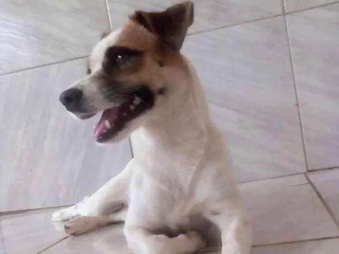 Cachorro ra a Viralata idade 1 ano nome Mel|?