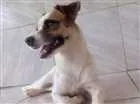 Cachorro raça Viralata idade 1 ano nome Mel|?