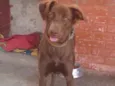 Cacau